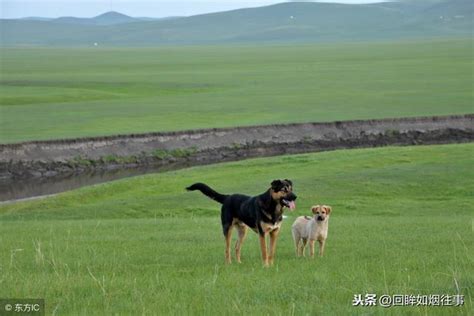 狗人傳說|狗年說狗：世界各地關於狗的神話傳說